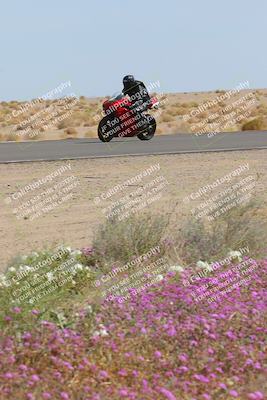 media/Mar-12-2023-SoCal Trackdays (Sun) [[d4c8249724]]/Turn 15 Inside Bloom (130pm)/